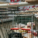 Україна в топі європейських країн з найбільшим прогнозованим підвищенням цін на продукти