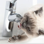 У Дніпрі масово відключатимуть воду боржникам: список адрес