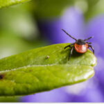 Хвороба Лайма та сезонна активність кліщів на Дніпропетровщині