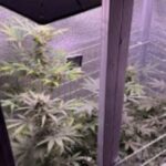 У Дніпрі поліцейські викрили групу наркозбувачів, підозрюваних у збуті канабісу та психотропів