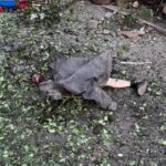 «Цинічний та позбавлений будь-якого військового сенсу»: Зеленський відреагував на удар рф по Кривому Рогу, де постраждала 9-місячна дівчинка