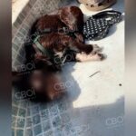 У Кривому Розі собаку вбило струмом на очах у дитини: деталі