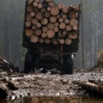 На Дніпропетровщині лісгосп через суд зобов’язали сплатити майже 800 тисяч гривень за незаконну вирубку лісу