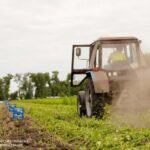 Аграрії Дніпропетровщини збирають врожай овочів