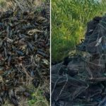 На Південному водосховищі у Кривому Розі рибоохоронці врятували понад тисячу раків