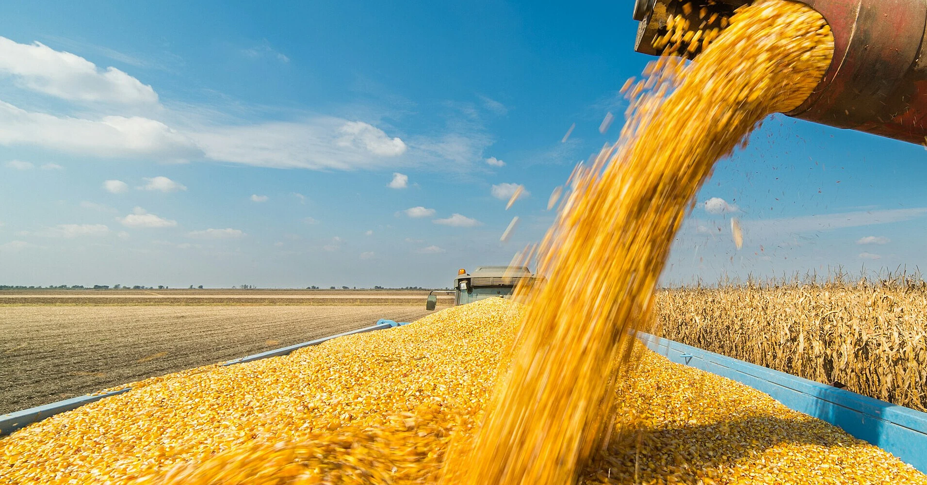 Мінекономіки суттєво знизило мінімальні експортні ціни на зерно