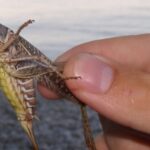 Через навалу сарани у Дніпровському районі запроваджено особливий режим захисту рослин