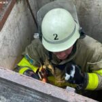 У Запоріжжі рятувальники витягли з 4-метрової ями кошенят