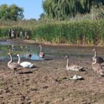 На Дніпропетровщині рятують родину лебедів із пересохлої водойми