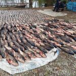 На Дніпропетровщині шестеро браконьєрів завдали збитків на 5,4 млн грн